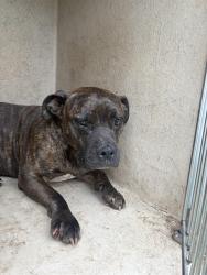 Shelter Stray Unknown Dog last seen Near BLOCK N TAMARISK DR OKC 73120, Oklahoma City, OK 73129