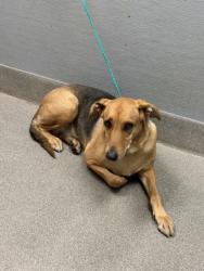 Shelter Stray Female Dog last seen Near BLOCK S LAS VEGAS BLVD, LAS VEGAS NV 89183, Las Vegas, NV 89101