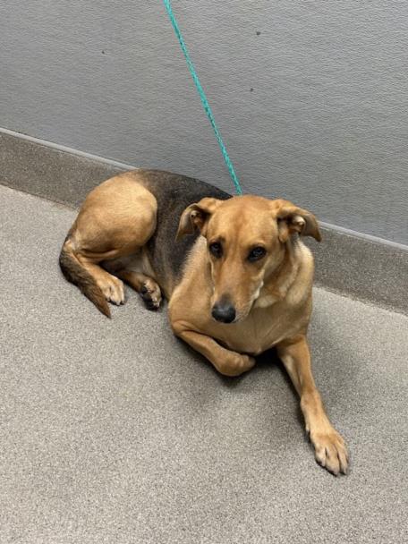 Shelter Stray Female Dog last seen Near BLOCK S LAS VEGAS BLVD, LAS VEGAS NV 89183, Las Vegas, NV 89101
