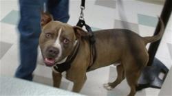 Shelter Stray Unknown Dog last seen DUMPED AT 1309 S AGNEW AVE AT CATTLEMAN'S, Oklahoma City, OK 73129