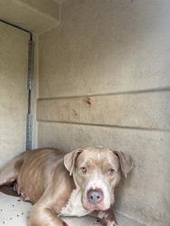 Shelter Stray Unknown Dog last seen Near BLOCK N TAMARISK DR OKC 73120, Oklahoma City, OK 73129