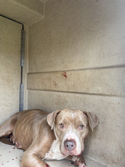 Shelter Stray Female Dog last seen Near BLOCK N TAMARISK DR OKC 73120, 2811 SE 29th St, Oklahoma City, OK 73129, USA