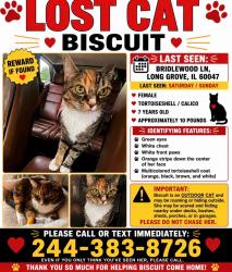 Lost Female Cat last seen Aptakisick/Buffalo Grove Rd/Hwy 83, Long Grove, IL 60047