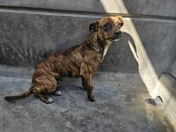 Shelter Stray Male Dog last seen , Los Angeles, CA 90031
