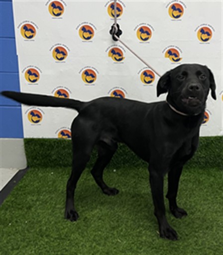 Shelter Stray Male Dog last seen MOOG ROAD AND OVERLAND DRIVE, Land O' Lakes, FL 34638