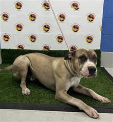 Shelter Stray Male Dog last seen TURF DR/ BOULDER CREST PL, Land O' Lakes, FL 34638