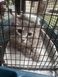 Shelter Stray Female Cat last seen , Los Angeles, CA 90031