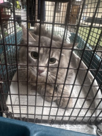 Shelter Stray Female Cat last seen , Los Angeles, CA 90031