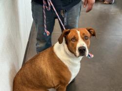 Shelter Stray Male Dog last seen , Chatsworth, CA 91311