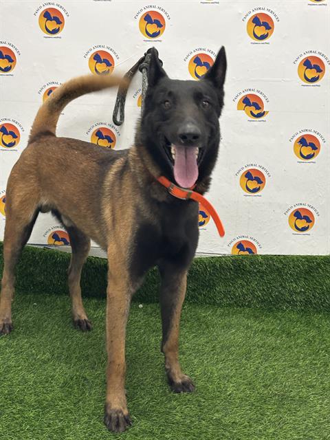 Shelter Stray Male Dog last seen US HWY 301/ COURTYARD ESTATES BLVD, Land O' Lakes, FL 34638