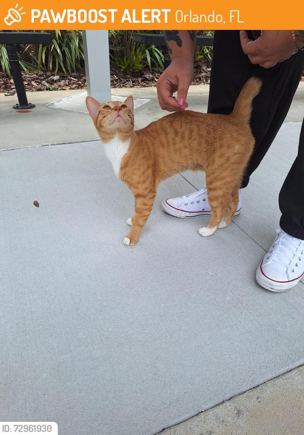 Found/Stray Male Cat last seen Castle Creek Elementary, Orlando, FL 32828