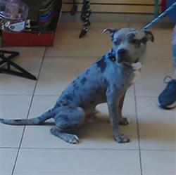 Shelter Stray Male Dog last seen Near BLOCK ZEPHYR OAKS CT, Land O' Lakes, FL 34638