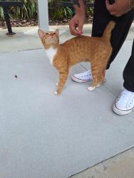 Found/Stray Male Cat last seen Castle Creek Elementary , Orlando, FL 32828