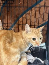Shelter Stray Female Cat last seen , Chatsworth, CA 91311