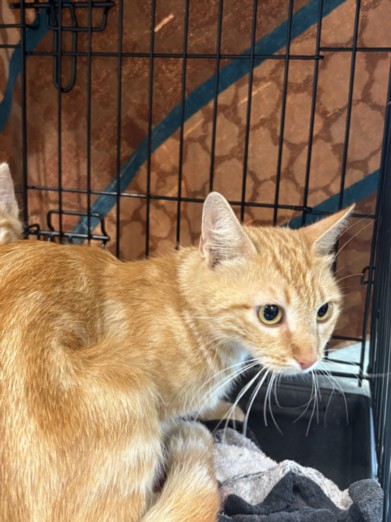 Shelter Stray Female Cat last seen , Chatsworth, CA 91311