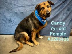 Shelter Stray Female Dog last seen , Chatsworth, CA 91311