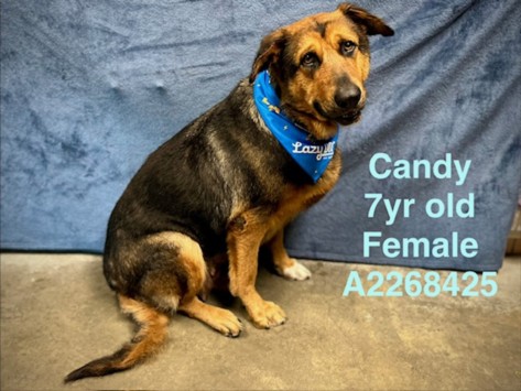Shelter Stray Female Dog last seen , Chatsworth, CA 91311