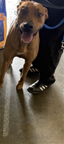Shelter Stray Male Dog last seen , 1850 W 60th St, Los Angeles, CA 90047, USA