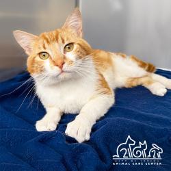 Shelter Stray Male Cat last seen WILLOWHURST/KIRKWOOD, Irvine, CA 92618