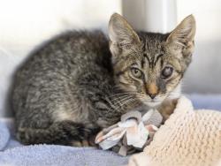 Shelter Stray Male Cat last seen Near BLOCK N 57TH DR, Phoenix, AZ 85008