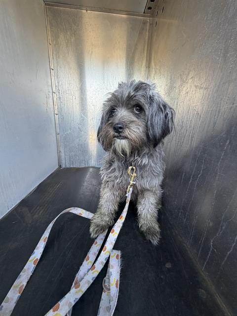 Shelter Stray Female Dog last seen Near BLOCK W ATHERTON DR, TAYLORSVILLE UT 84123, 4522 W 3500 S, West Valley City, UT 84120, USA