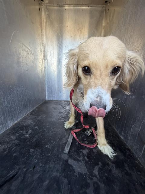 Shelter Stray Female Dog last seen Near BLOCK W ATHERTON DR, TAYLORSVILLE UT 84123, 4522 W 3500 S, West Valley City, UT 84120, USA