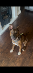 Found/Stray Female Dog last seen Tavola Elementary , Roman Forest, TX 77357