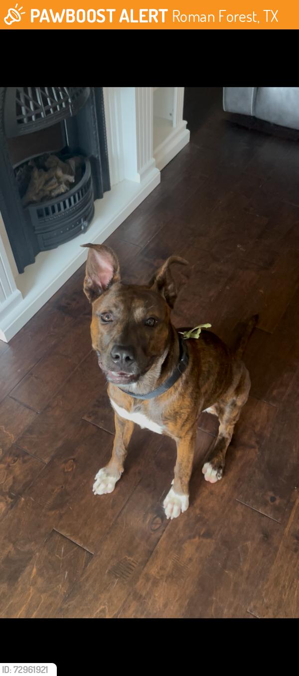 Found/Stray Female Dog last seen Tavola Elementary , Roman Forest, TX 77357