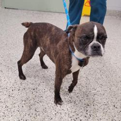 Shelter Stray Male Dog last seen Near BLOCK BLAKE ST, DETROIT, MI 48203, Detroit, MI 48211