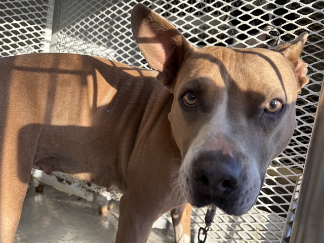 Shelter Stray Female Dog last seen Near BLOCK BERNIE DR, LAKE ISABELLA CA 93240, Lake Isabella, CA 93240
