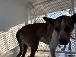 Shelter Stray Female Dog last seen Near BLOCK BERNIE DR, LAKE ISABELLA CA 93240, Lake Isabella, CA 93240