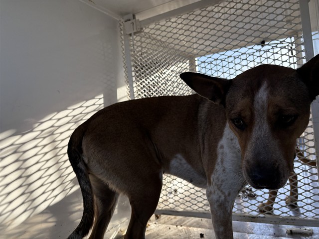 Shelter Stray Female Dog last seen Near BLOCK BERNIE DR, LAKE ISABELLA CA 93240, Lake Isabella, CA 93240