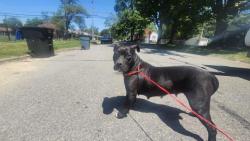 Shelter Stray Female Dog last seen Near BLOCK APPLETON ST, DETROIT, MI 48223, Detroit, MI 48211