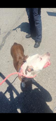 Shelter Stray Female Dog last seen Near BLOCK APPLETON ST, DETROIT, MI 48223, Detroit, MI 48211