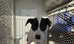 Shelter Stray Female Dog last seen Near BLOCK BERNIE DR, LAKE ISABELLA CA 93240, Lake Isabella, CA 93240