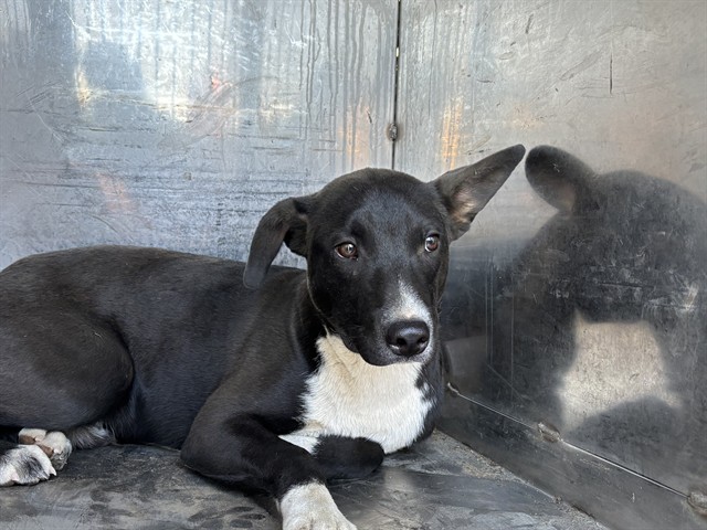 Shelter Stray Male Dog last seen Near BLOCK BERNIE DR, LAKE ISABELLA CA 93240, Lake Isabella, CA 93240