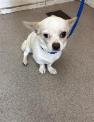 Shelter Stray Male Dog last seen Near BLOCK SEPULVEDA APT D, San Bernardino, CA 92401