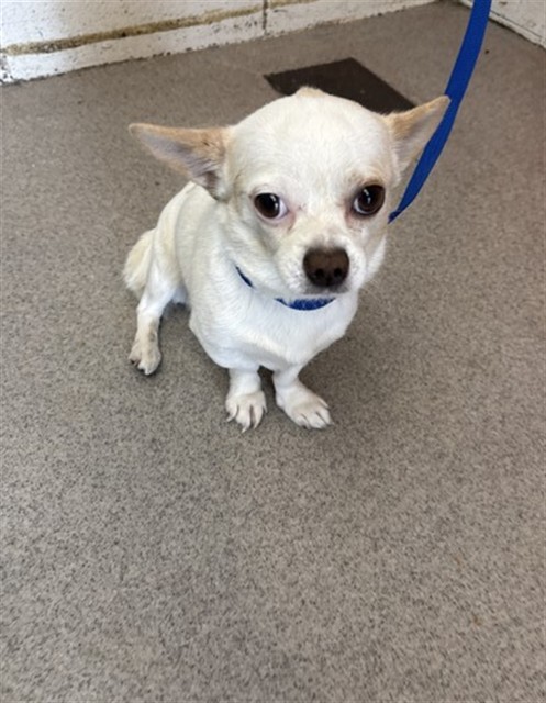 Shelter Stray Male Dog last seen Near BLOCK SEPULVEDA APT D, San Bernardino, CA 92401