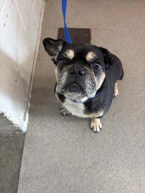 Shelter Stray Female Dog last seen Near BLOCK BOTHWELL AVE, San Bernardino, CA 92401