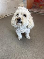 Shelter Stray Female Dog last seen BLUEBERRY/LANTANA, San Bernardino, CA 92401