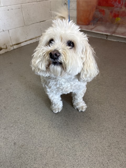 Shelter Stray Female Dog last seen BLUEBERRY/LANTANA, San Bernardino, CA 92401