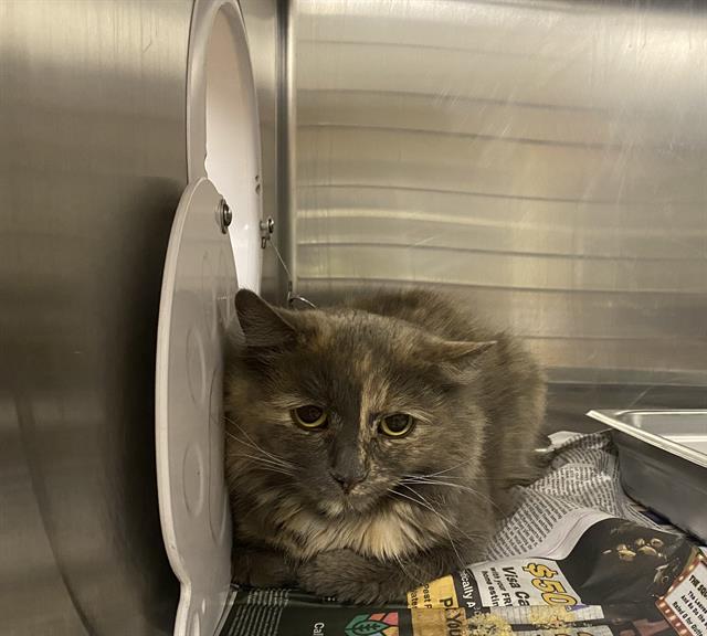 Shelter Stray Female Cat last seen Near BLOCK W KILBOURN AVE, Milwaukee, WI 53215
