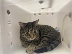 Shelter Stray Female Cat last seen Near BLOCK S 101ST ST, Milwaukee, WI 53215