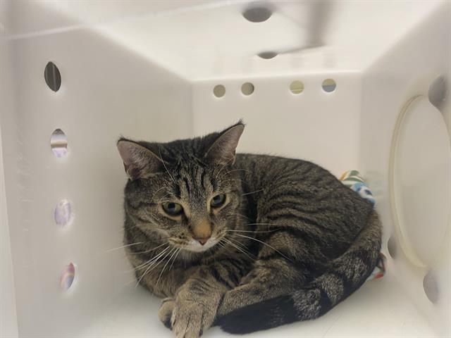 Shelter Stray Female Cat last seen Near BLOCK S 101ST ST, Milwaukee, WI 53215
