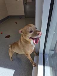 Shelter Stray Female Dog last seen Near , Indianapolis, IN 46221