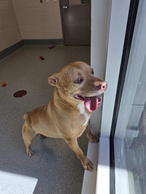 Shelter Stray Female Dog last seen Near , Indianapolis, IN 46221