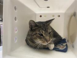 Shelter Stray Male Cat last seen Near BLOCK  SHEFFIELD DR, Milwaukee, WI 53215