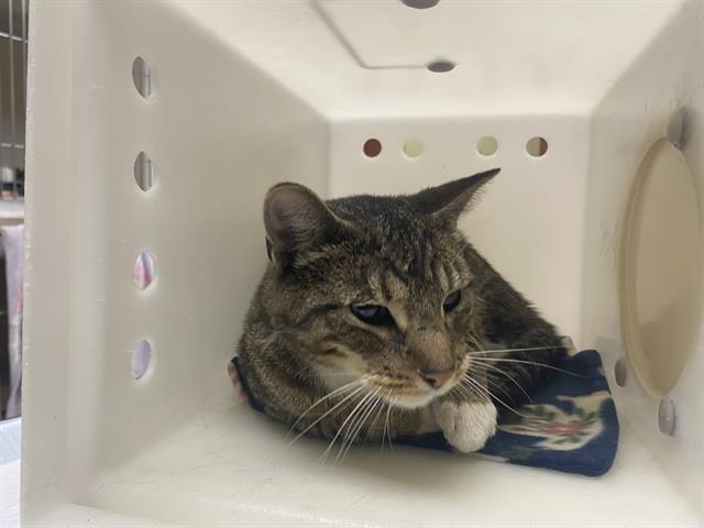 Shelter Stray Male Cat last seen Near BLOCK  SHEFFIELD DR, Milwaukee, WI 53215