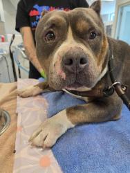 Shelter Stray Male Dog last seen Near , Indianapolis, IN 46221