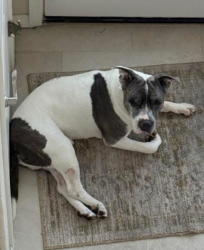Reunited Male Dog last seen Segundo and Fountain Hills Blvd, Fountain Hills, AZ 85268